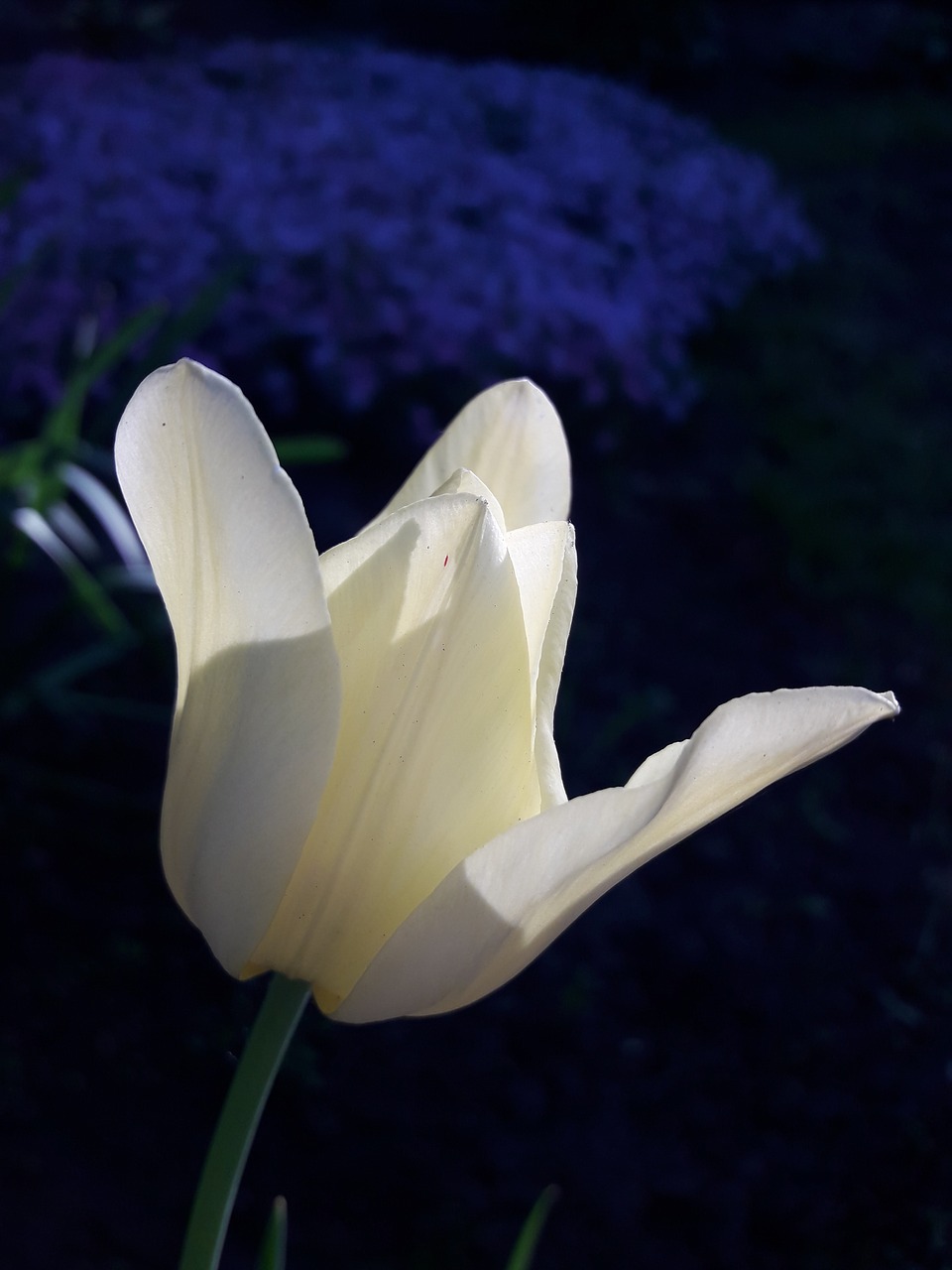 flowers  macro  nature free photo