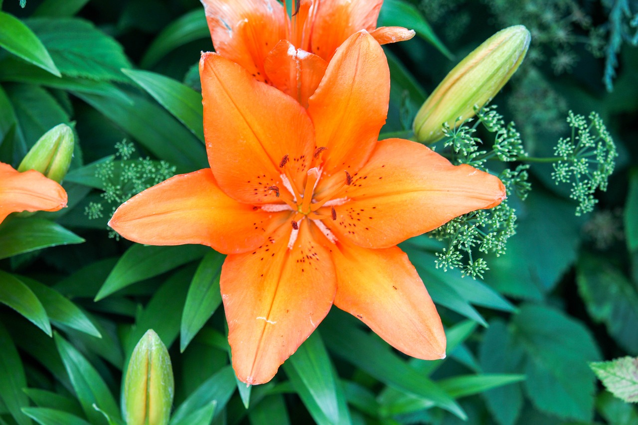 flowers  orange  nectar free photo