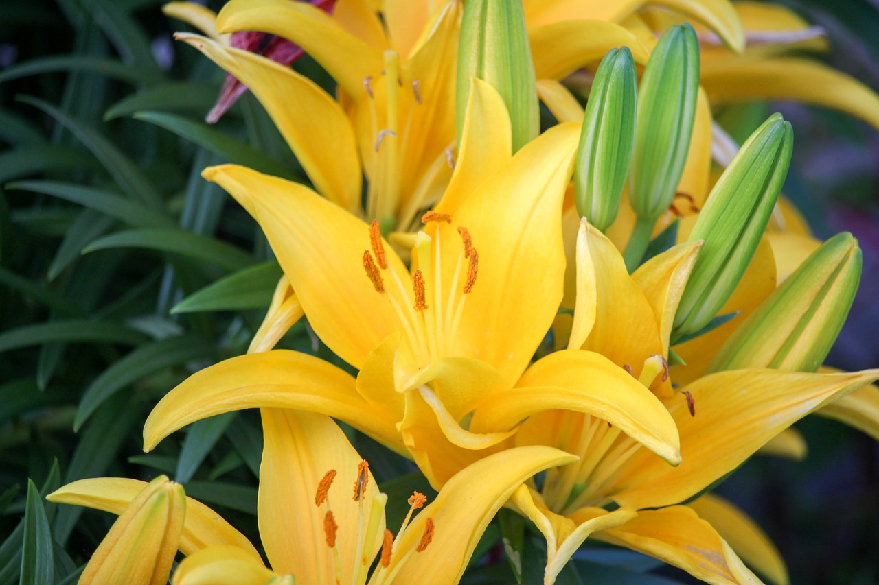 flowers  yellow  nectar free photo