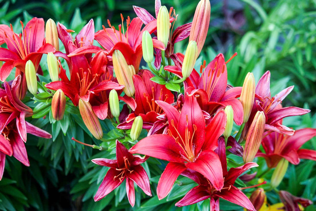 flowers  red  nectar free photo