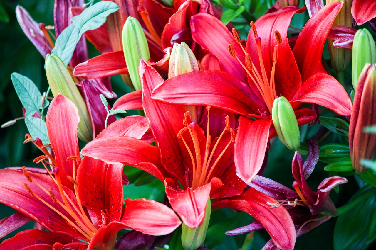 flowers  red  nectar free photo