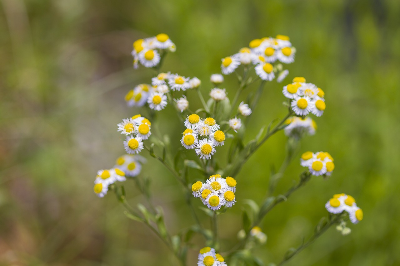 flowers  nature  plants free photo