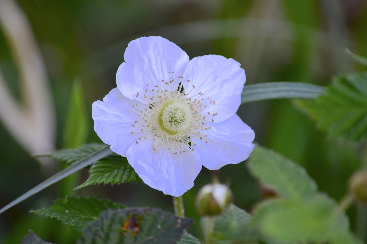 flowers  white  blue free photo