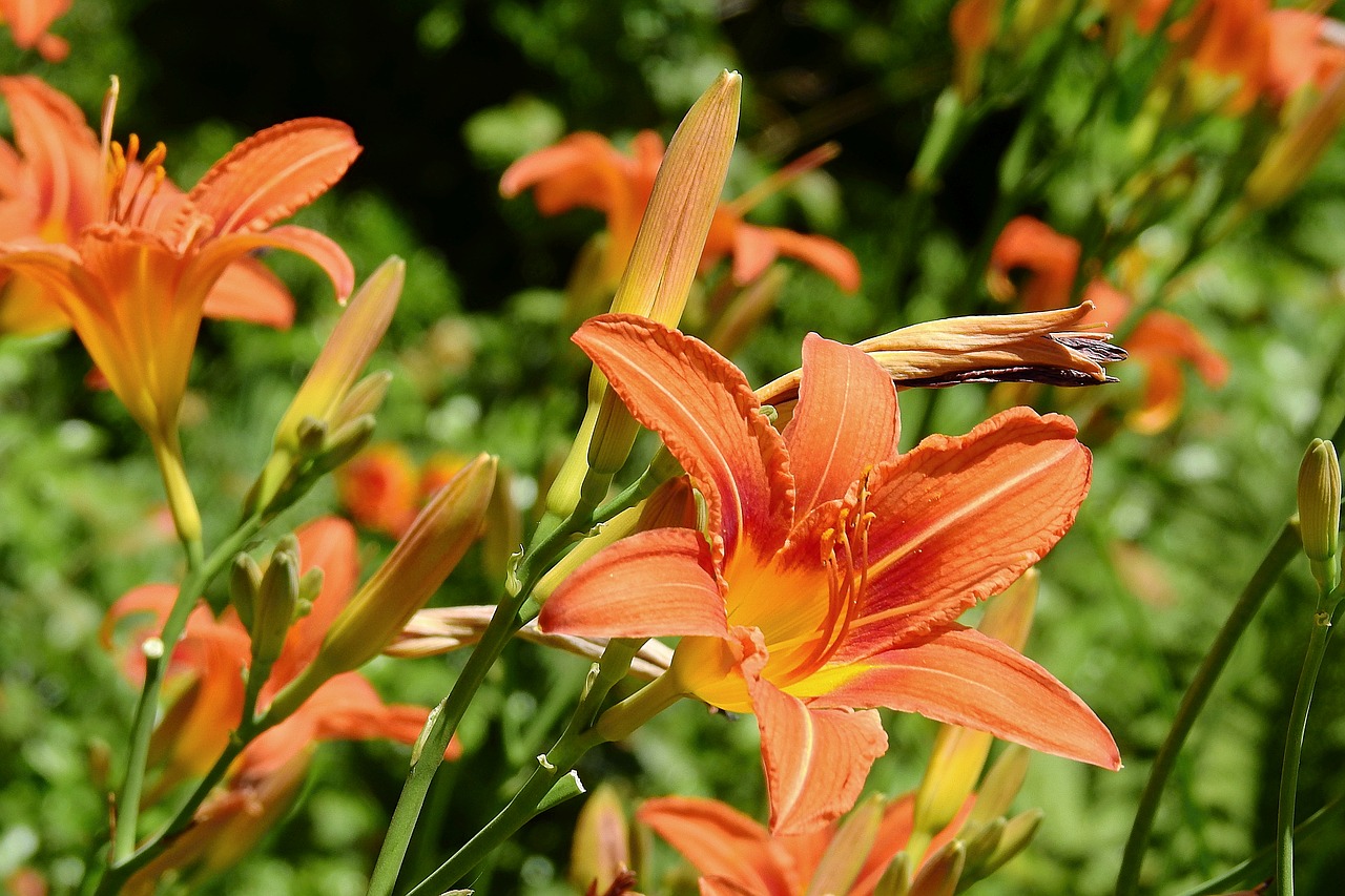 flowers  the beauty of nature  spring free photo