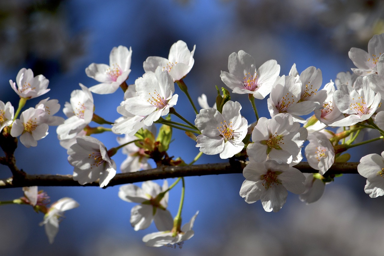 flowers  cherry blossoms  white free photo