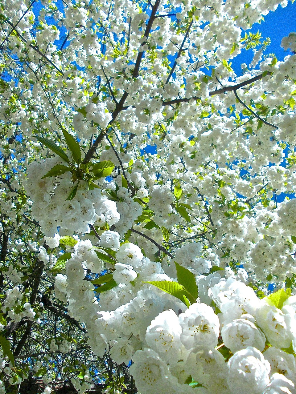 flowers apple tree white free photo