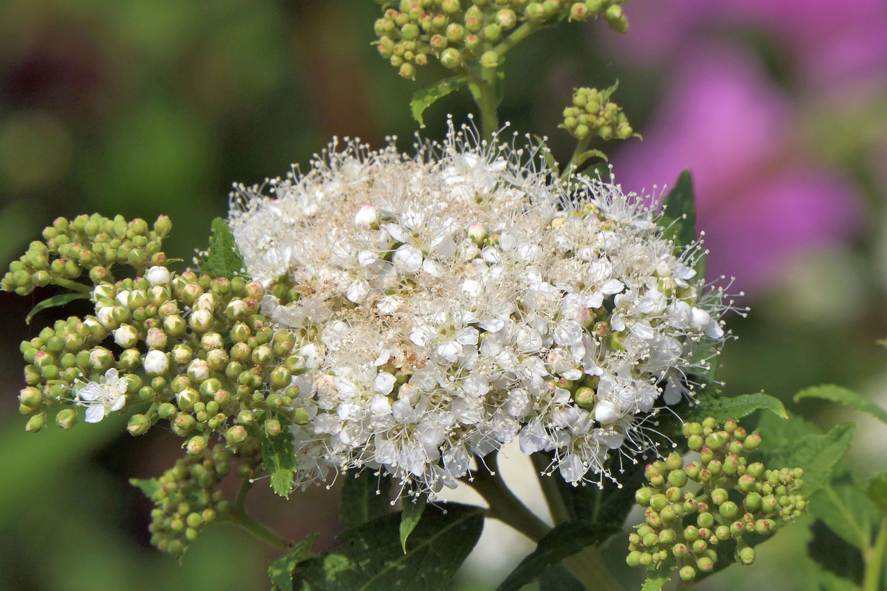 flowers  ornamental  close up free photo