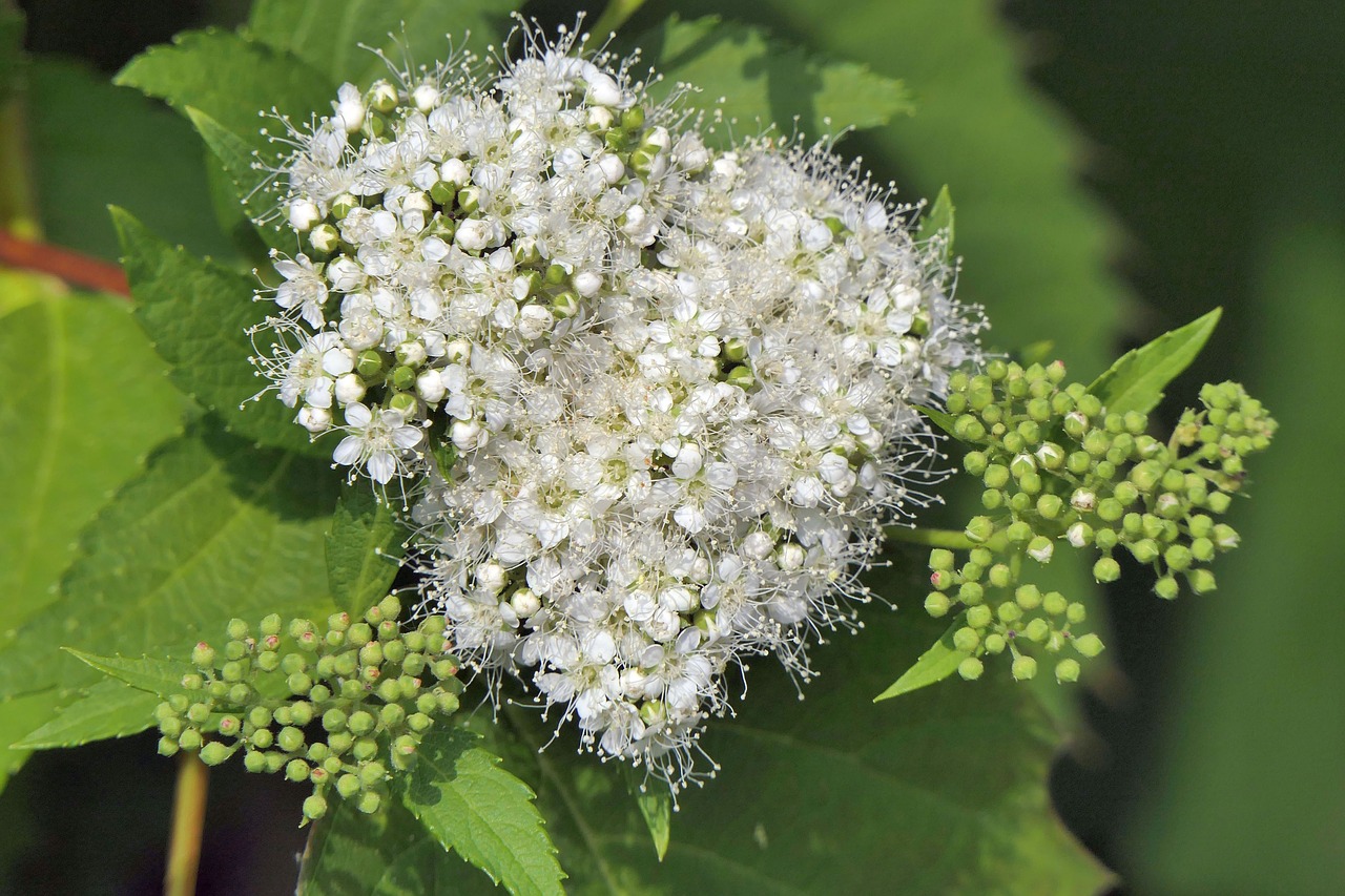 flowers  plant  bush free photo