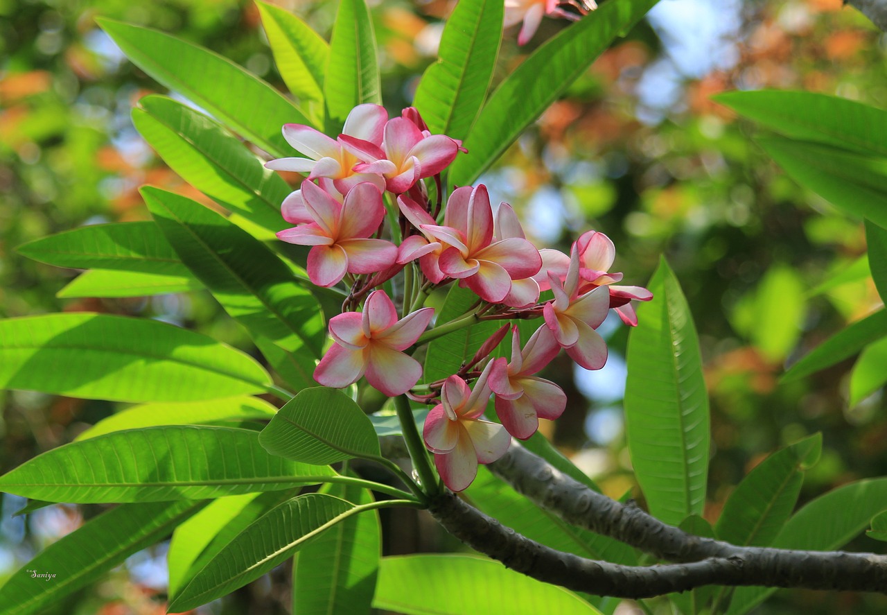 flowers  plumeria  temple flower free photo