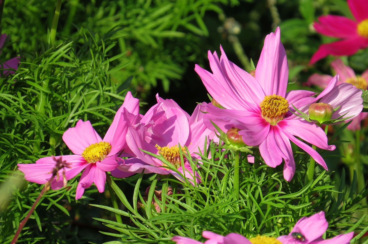 flowers  pink flowers  close up free photo