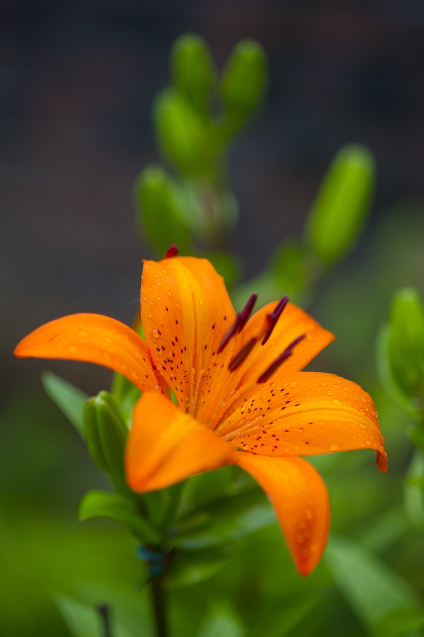 flowers  lily  nature free photo