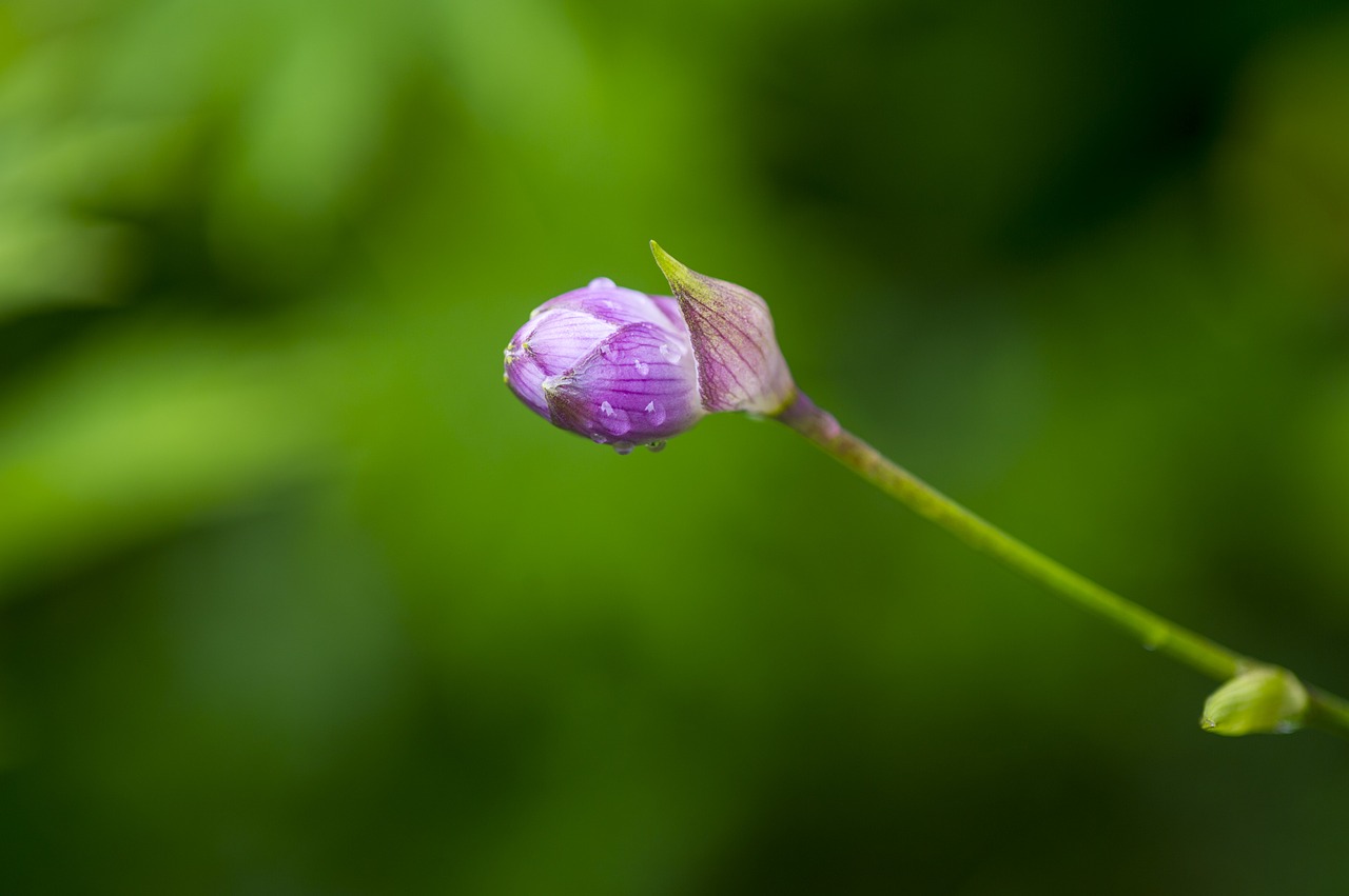 flowers  nature  wildflower free photo