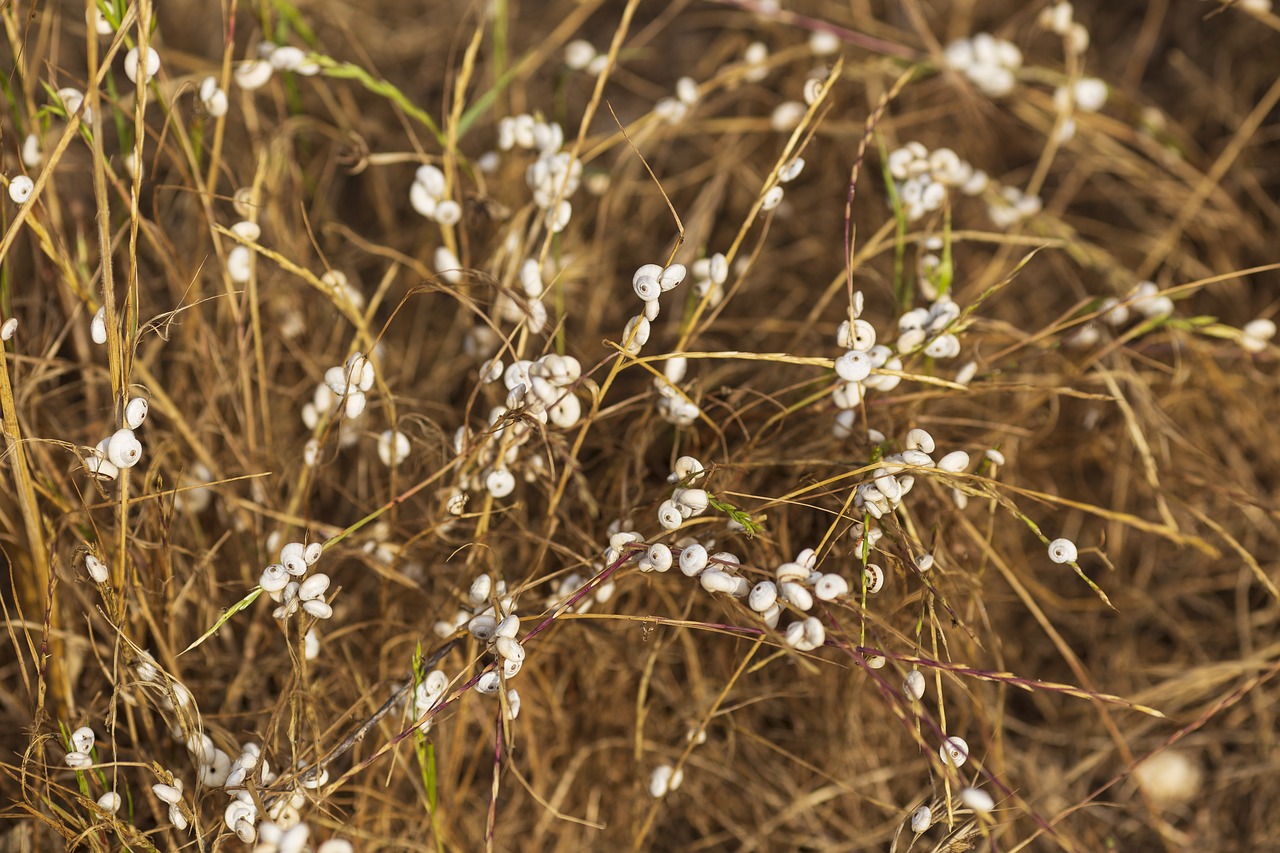 flowers  brown  summer free photo