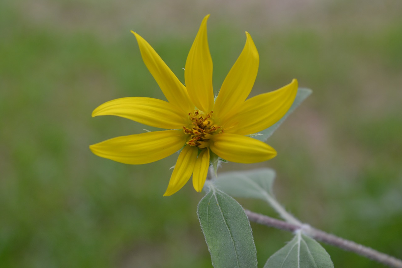 flowers  sunflower  yellow flowers free photo