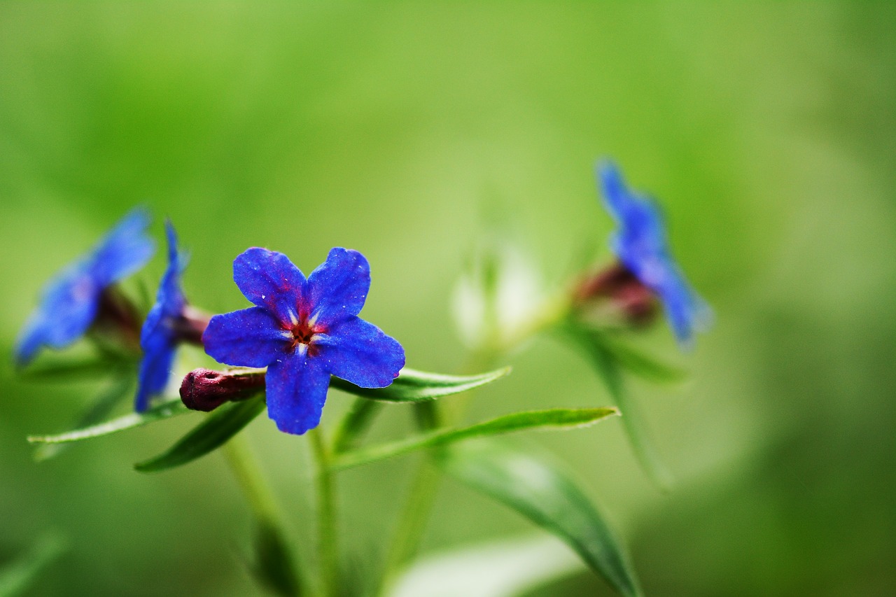 flowers  purple flowers  nature free photo