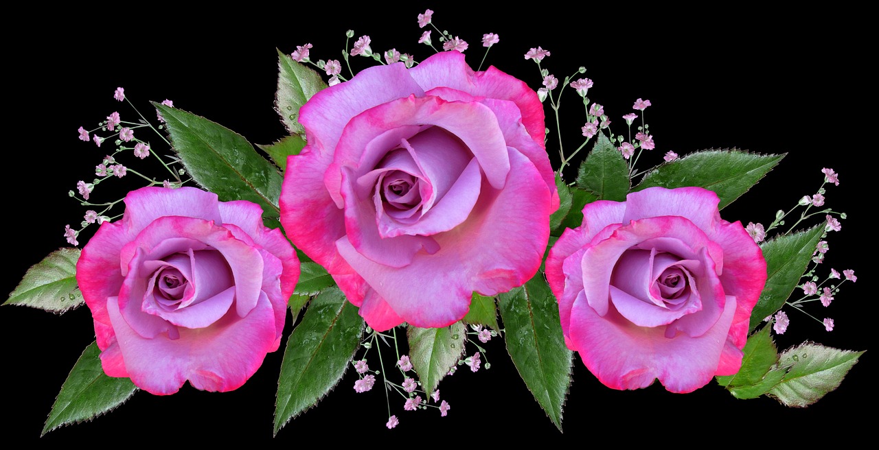 flowers  roses  arrangement free photo