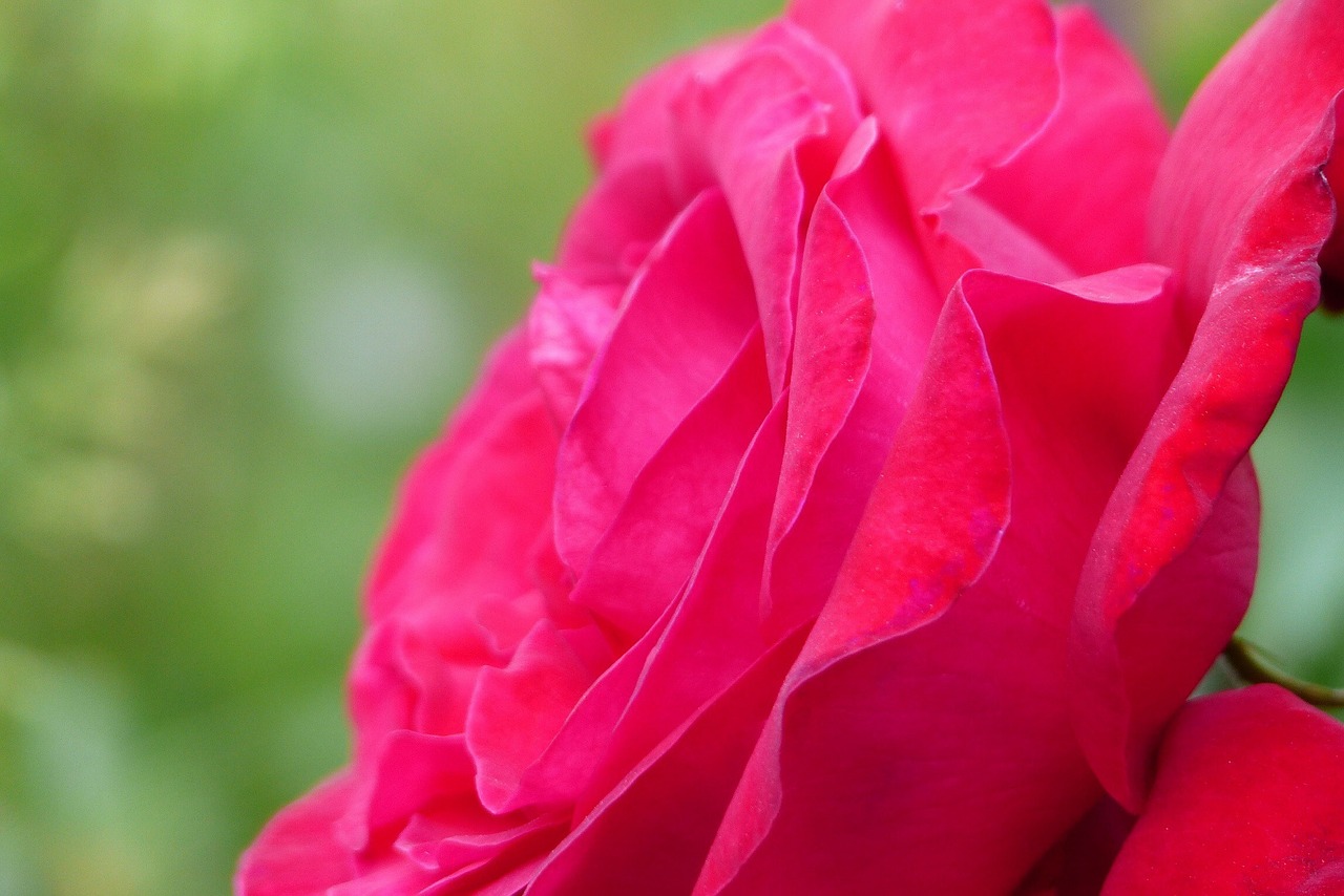 flowers in the early summer japan free photo