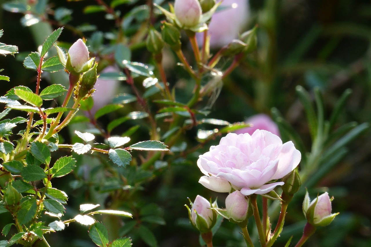 flowers in the early summer japan free photo