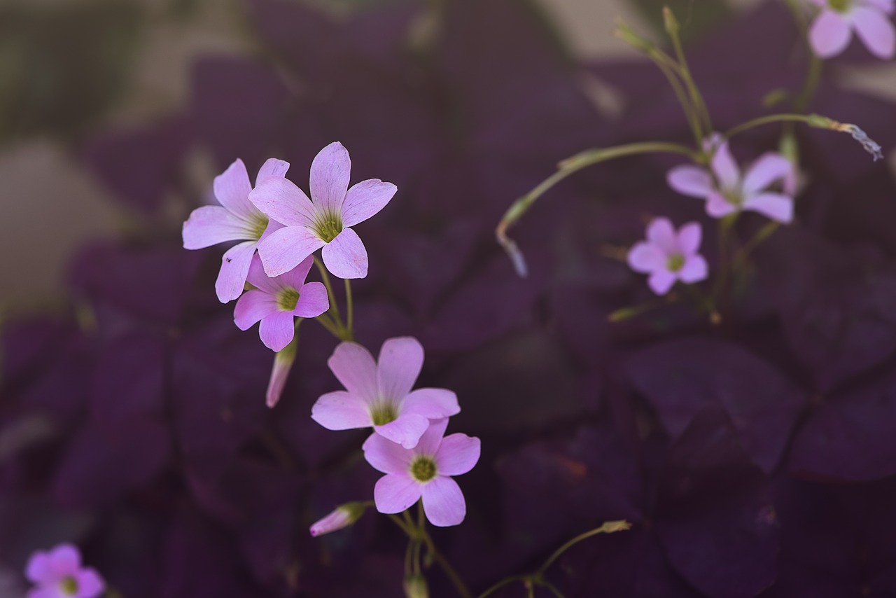 flowers  flower  pink free photo