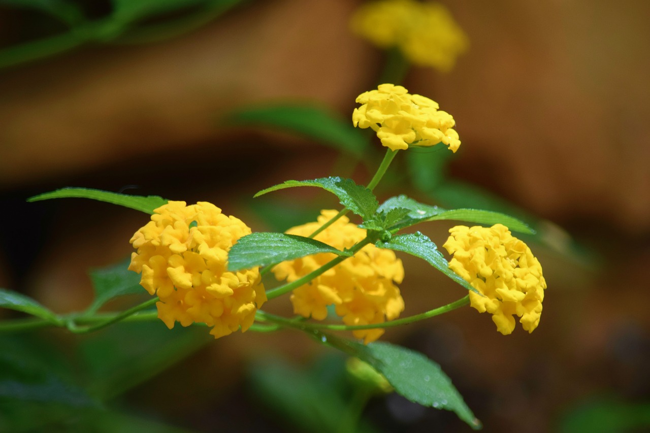 flowers  yellow  nature free photo