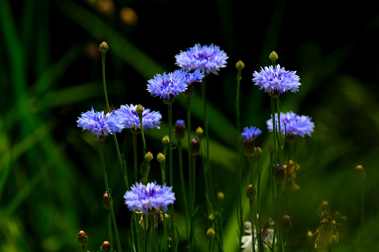 flowers  nature  yellow flower free photo