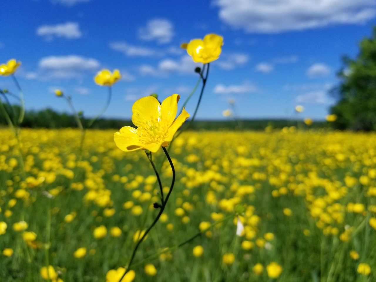 Ромашки лютики. Лютики желтые полевые. Buttercup Лютик. Лютики поле. Лютик Солнечный цветок?.