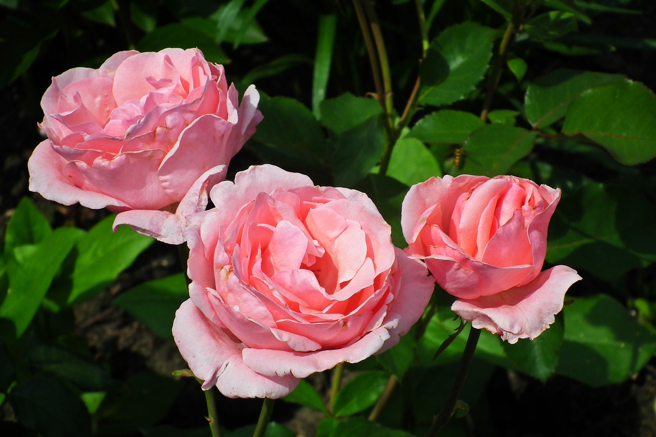 flowers  roses  flourishing free photo