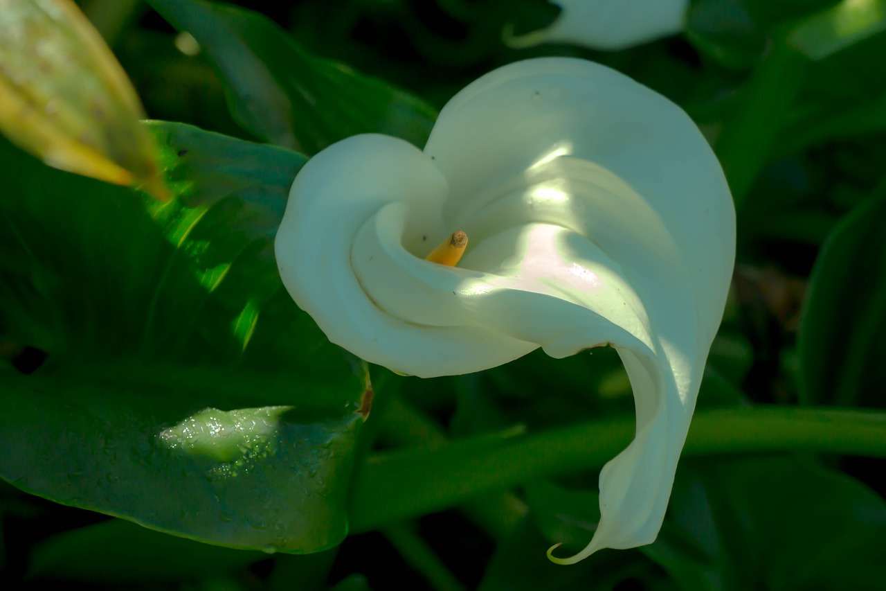 flowers  flower  roses free photo