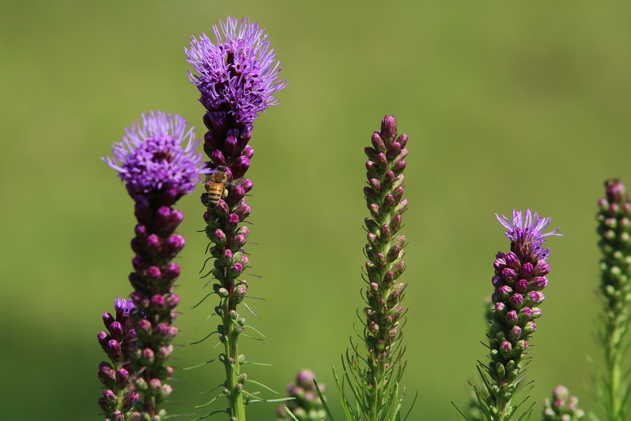 flowers  purple  nature free photo