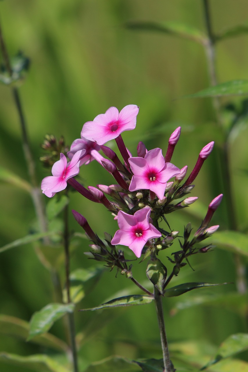 flowers  background  pink free photo