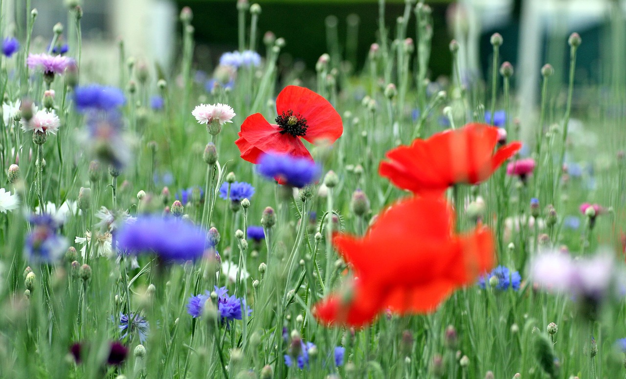 flowers  flower garden  nature free photo