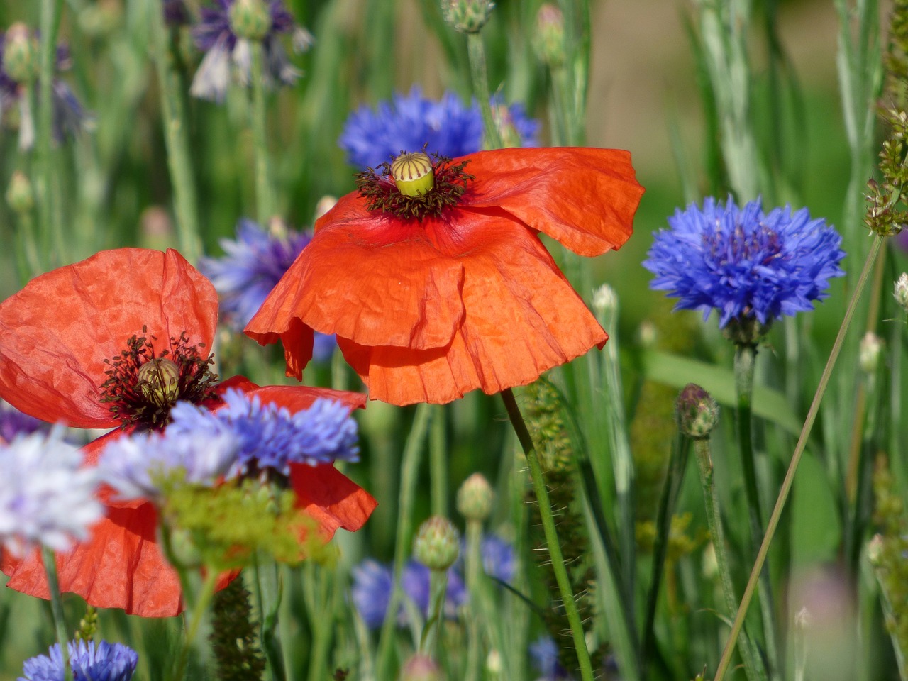 flowers  poppies  blueberries free photo