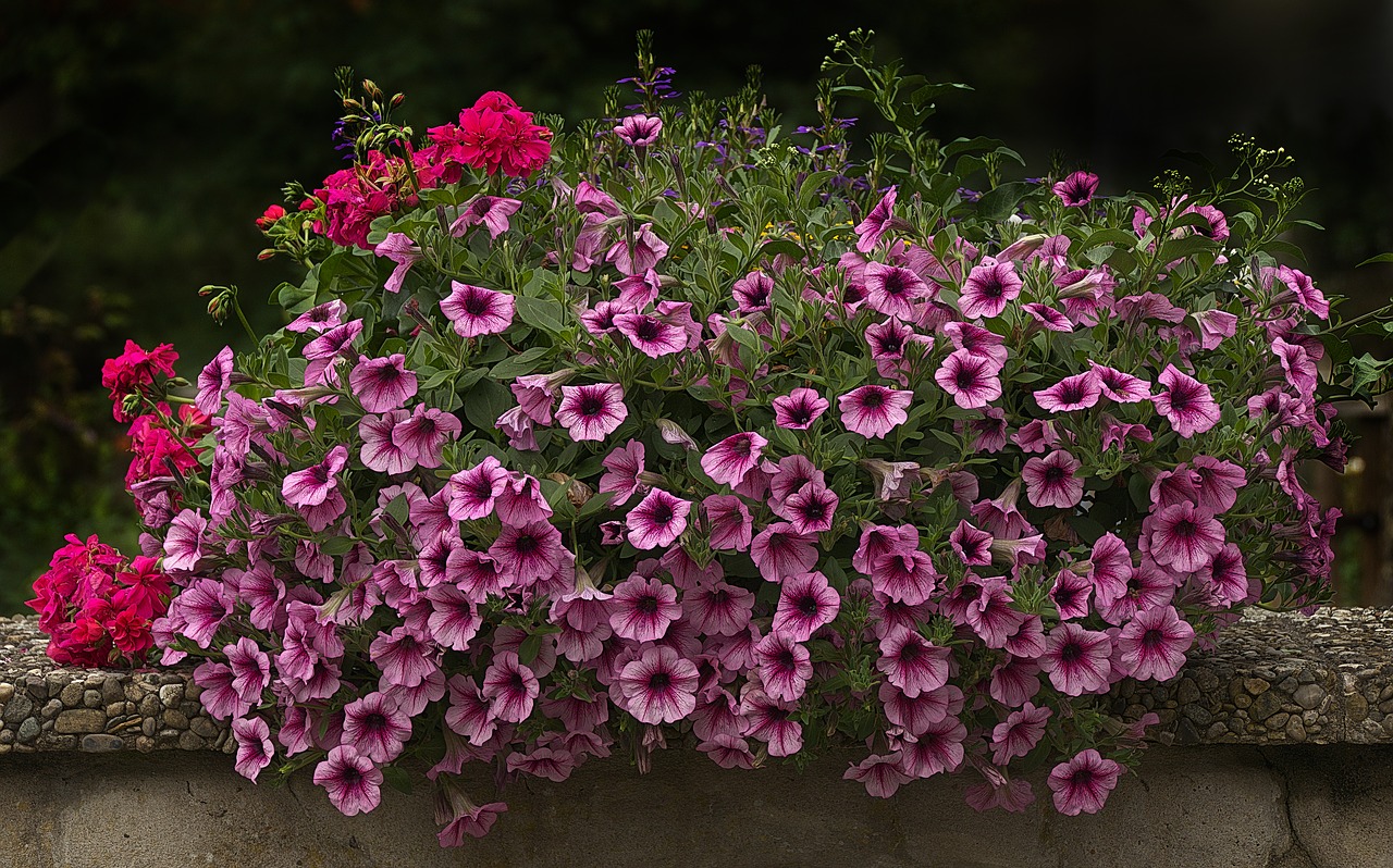 flowers  flower box  balcony plants free photo