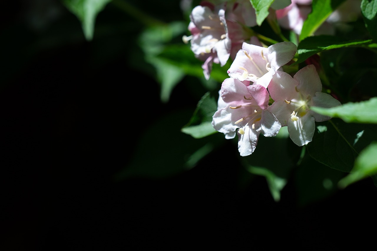 flowers  white  white flowers free photo