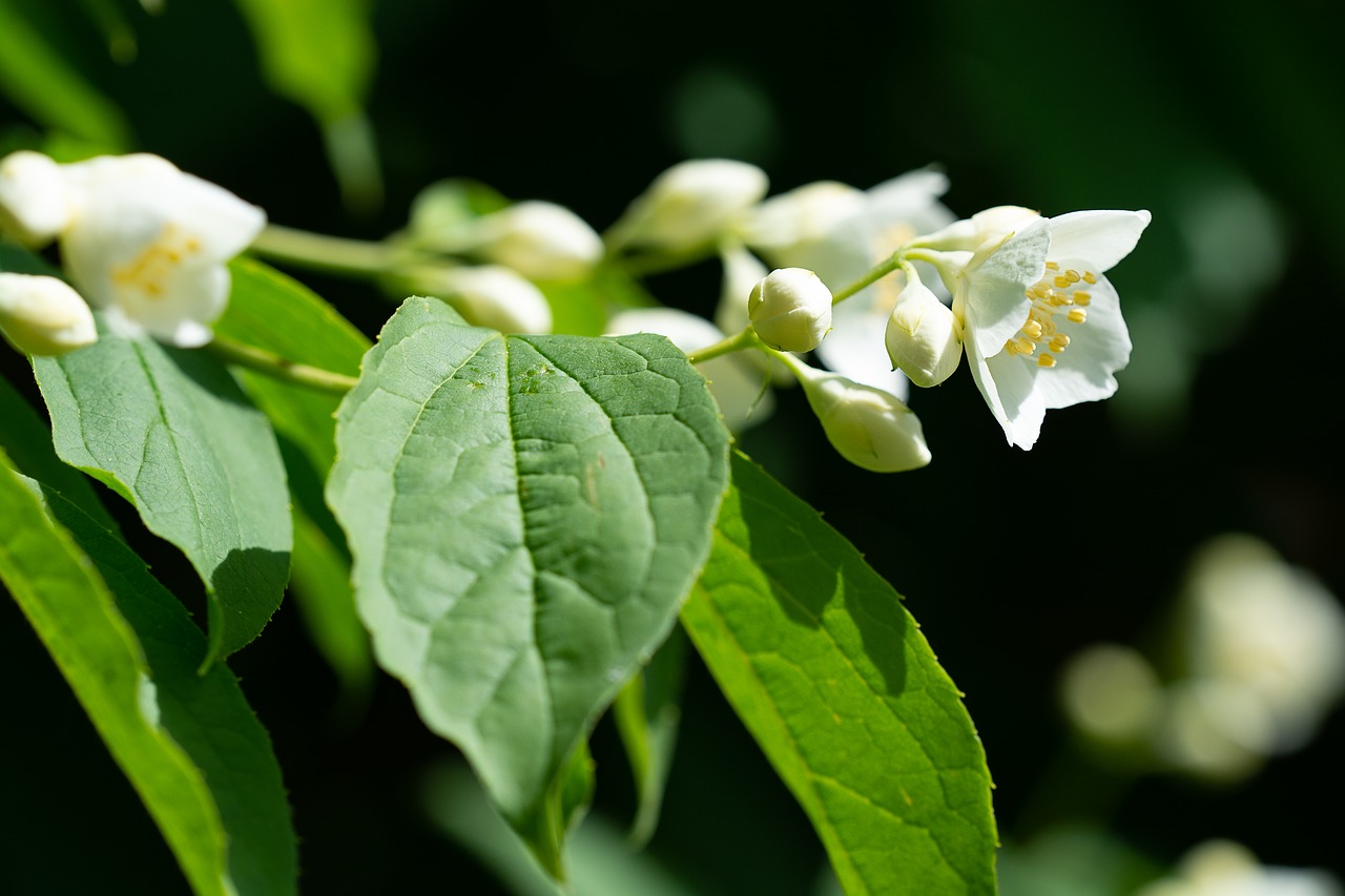 flowers  white  white flowers free photo