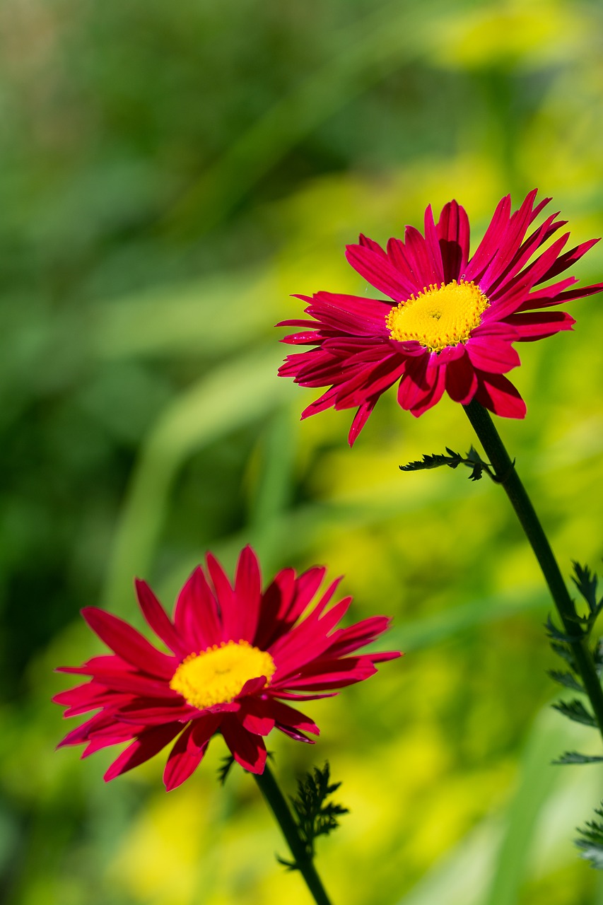 flowers  red  red flowers free photo