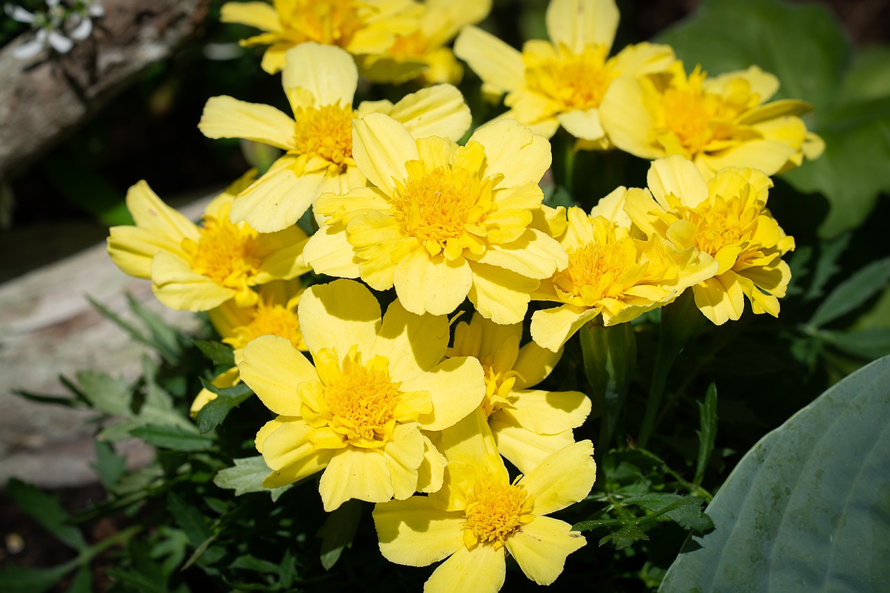 flowers  yellow  yellow flowers free photo