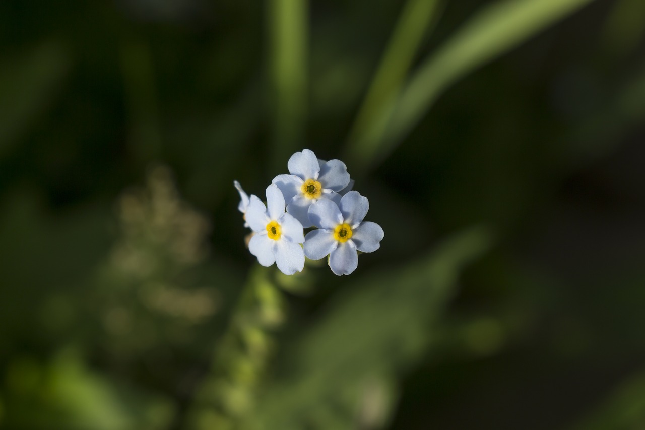 flowers  small  blue free photo