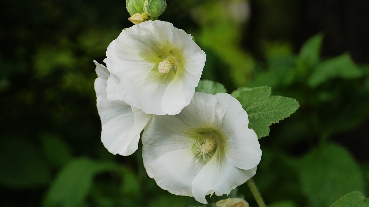 flowers  this type  abstract free photo