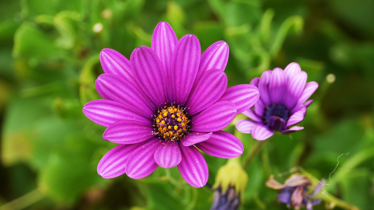 flowers  this type  abstract free photo