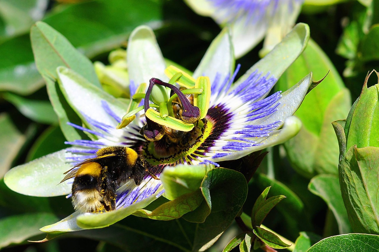 flowers  passionflower  bumblebee free photo