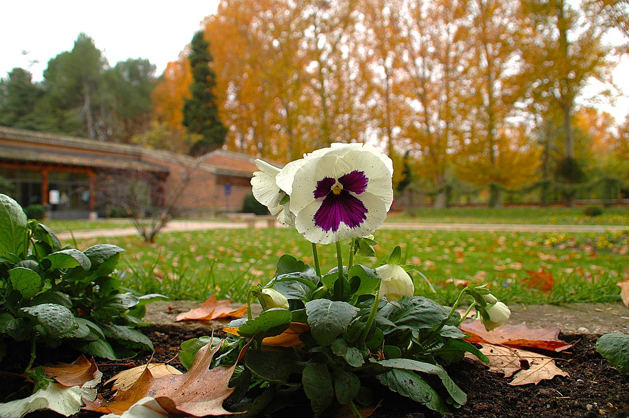 flowers  garden  flower free photo