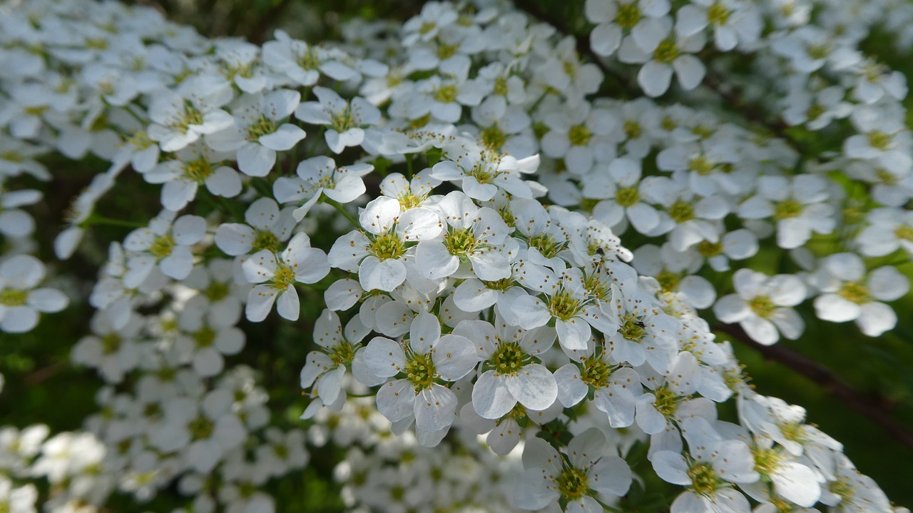 flowers  white  bush free photo