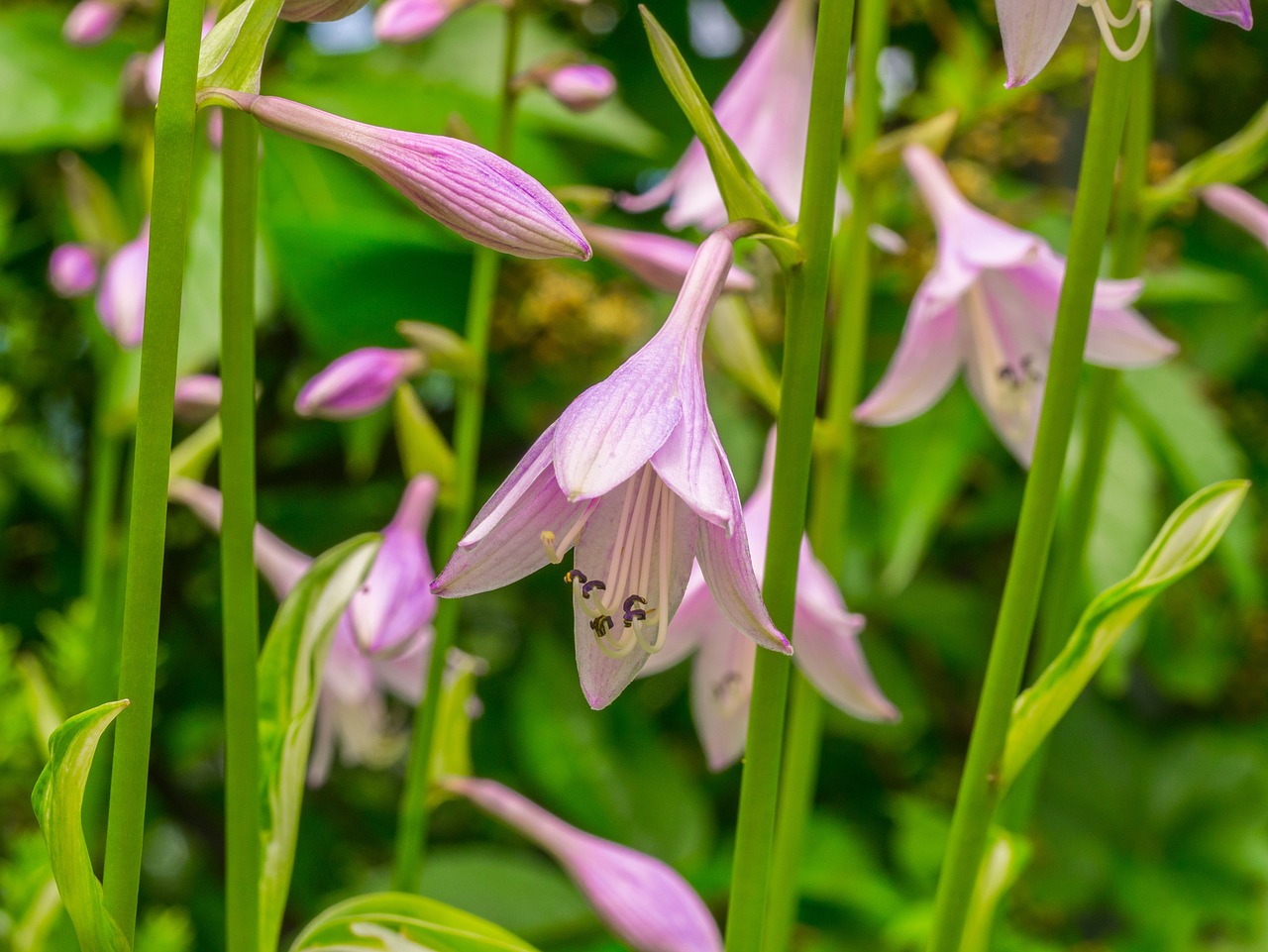 flowers  garden  nature free photo