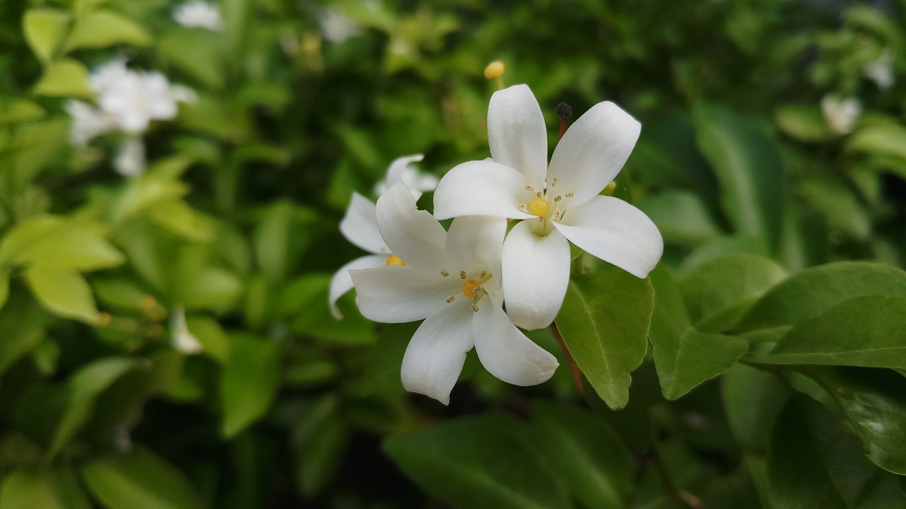 flowers  glass  white flowers free photo