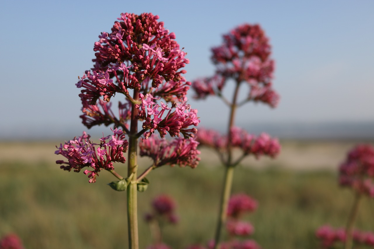 flowers  sea  nature free photo