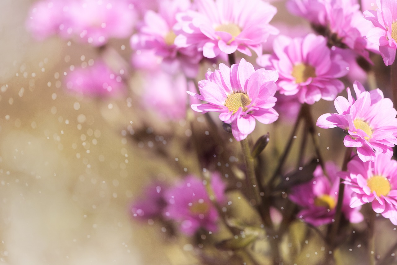 flowers  pink  pink flowers free photo