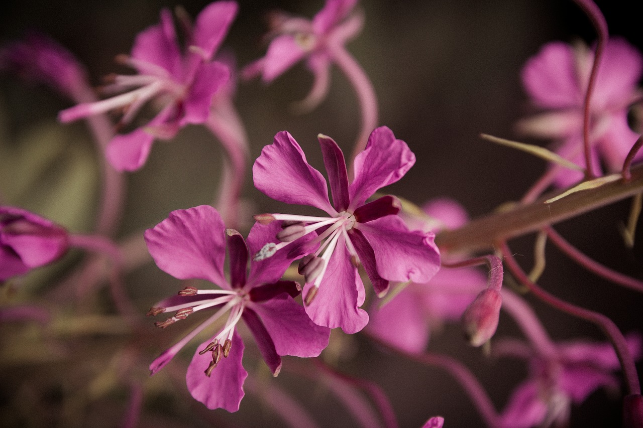 flowers  pink  spring flower free photo