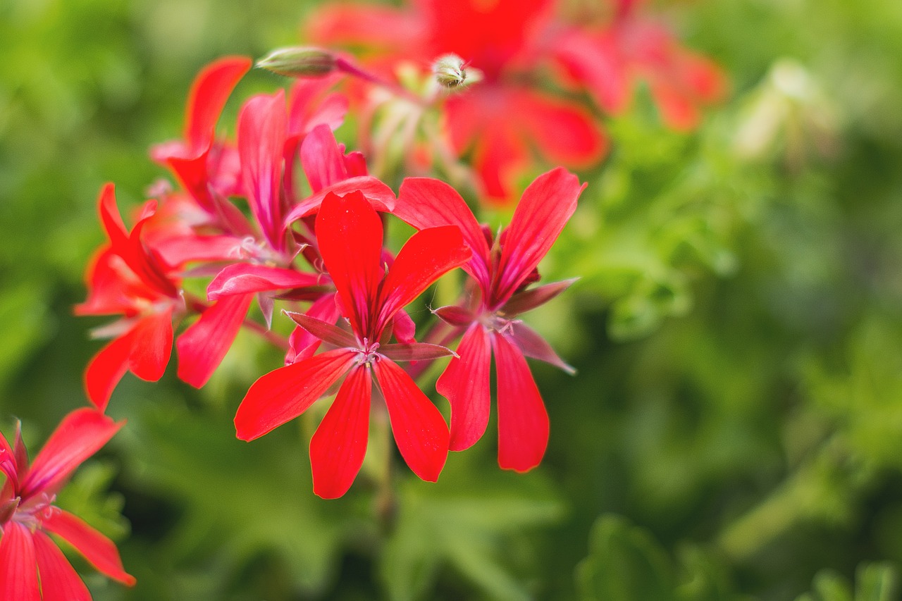 flowers  flower  red free photo