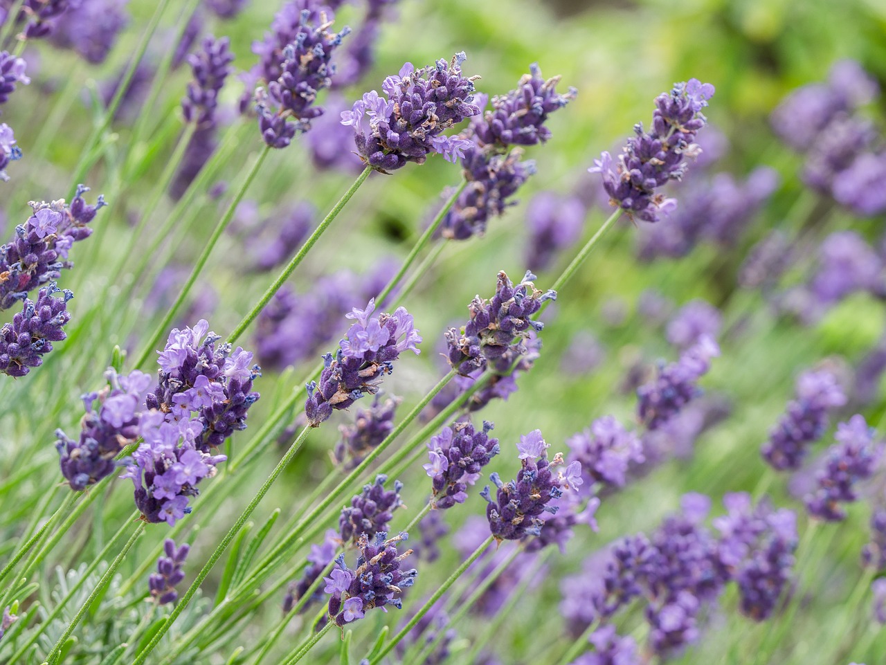 flowers  lavender  violet free photo